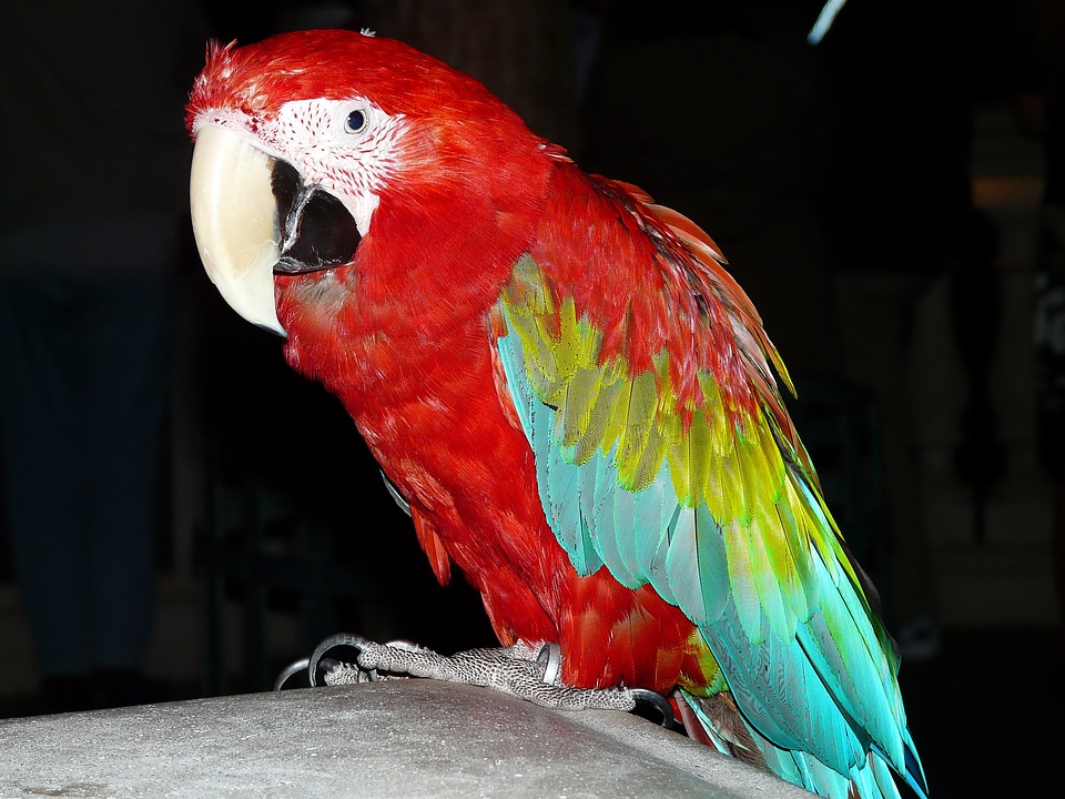 Colorful plumage feather