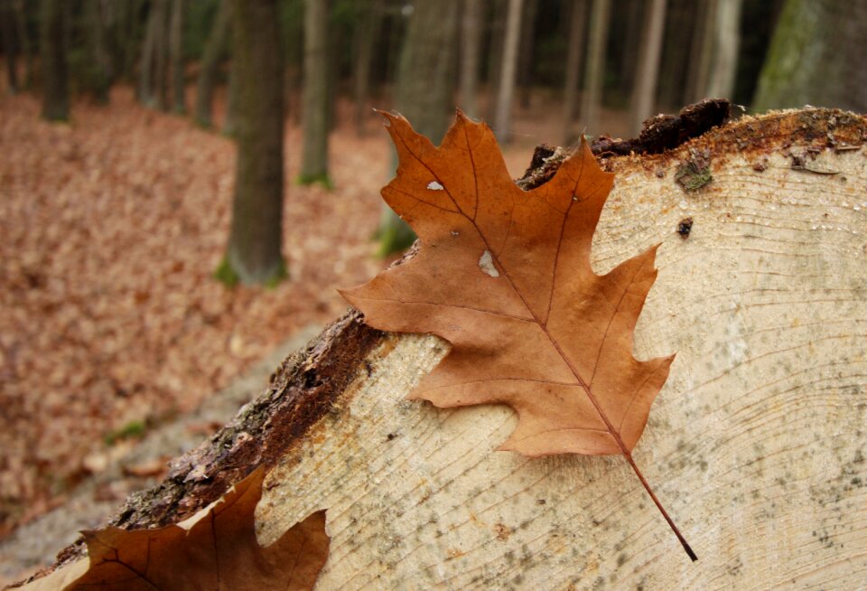 Tree autumn autumnal