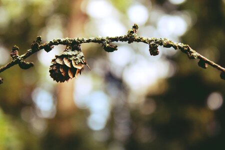 Conifer nature plant