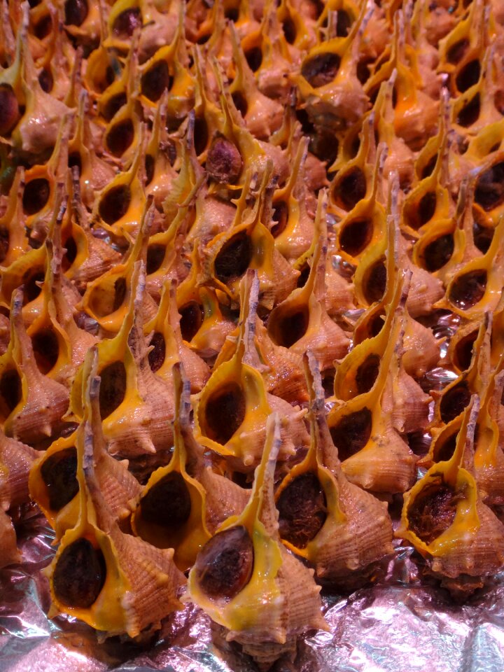 Shells tourism food