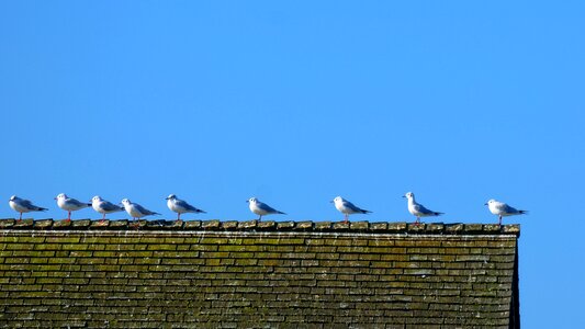 Bird series group photo