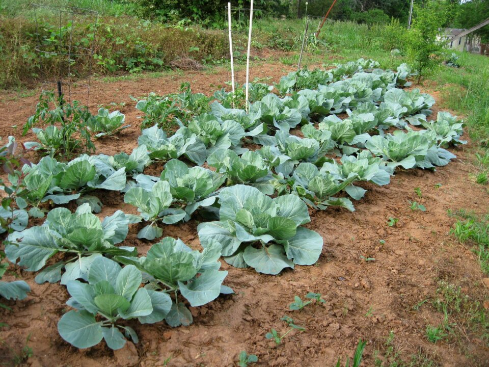 Agriculture gardening vegetarian