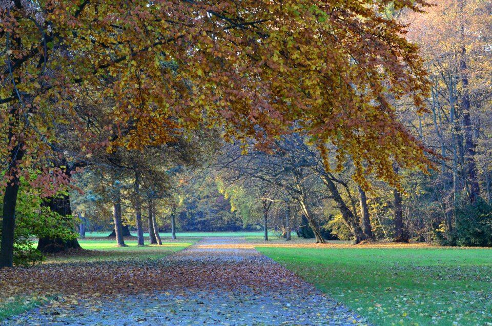 Landscape nature autumn forest