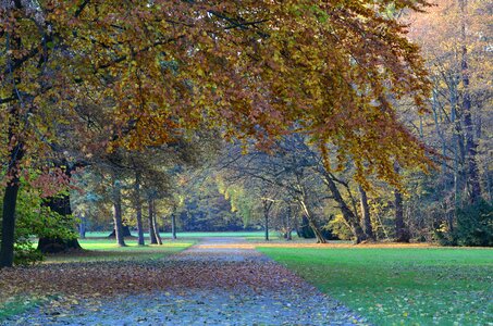 Landscape nature autumn forest