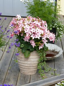 Pink barrel terrace