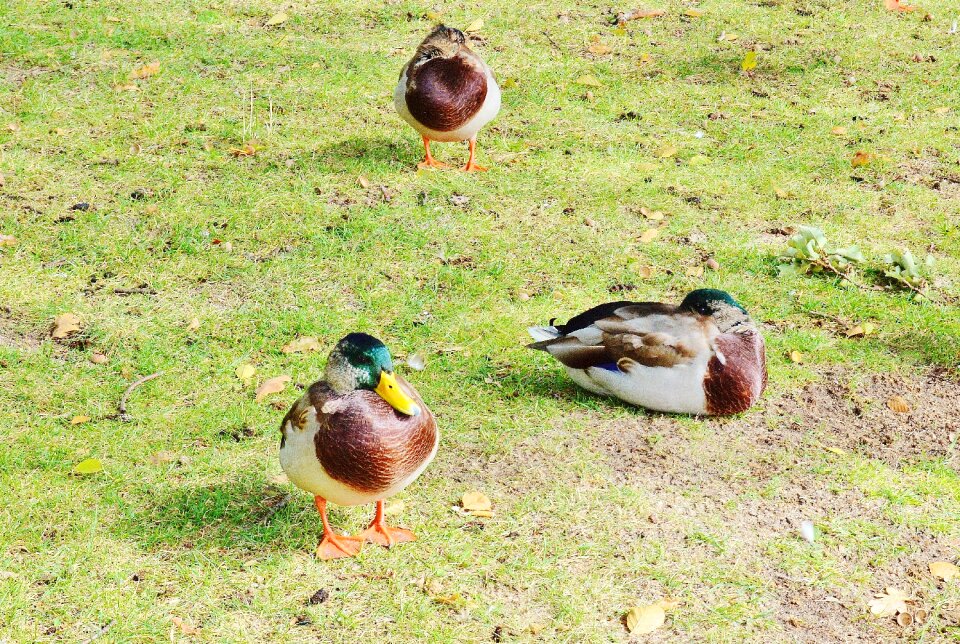 Color animal world trustful