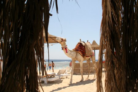 Camel egypt höcker sea