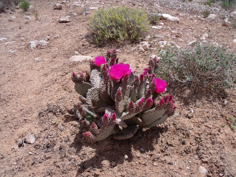 Cactus desert nevada