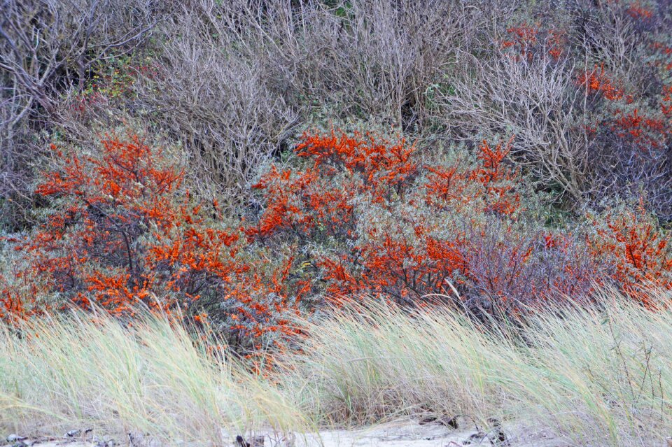 Dunes sorbus fruits