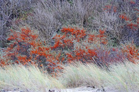 Dunes sorbus fruits photo