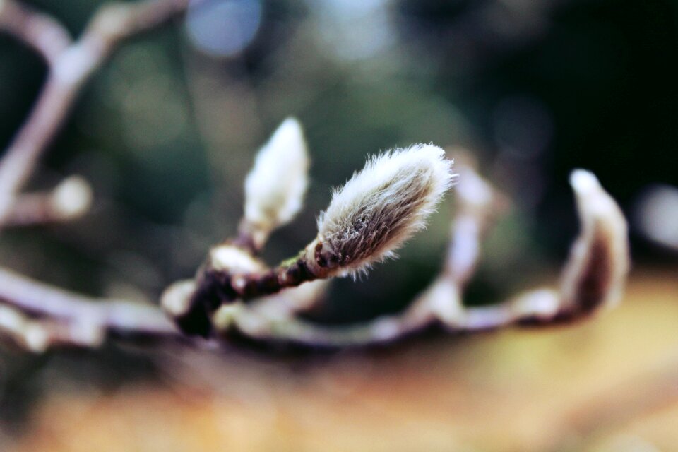 Plant branch close up
