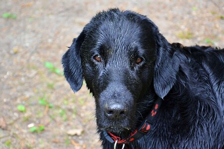 Sweetheart animal best retriver
