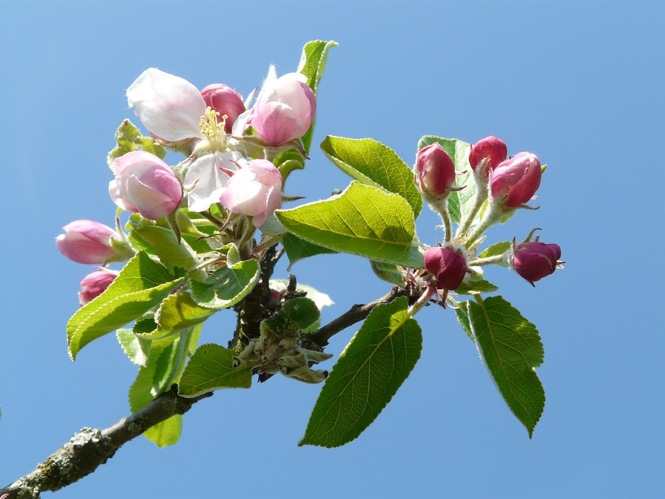 Bloom bloom pink