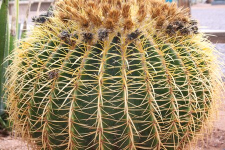 Spur pointed plant