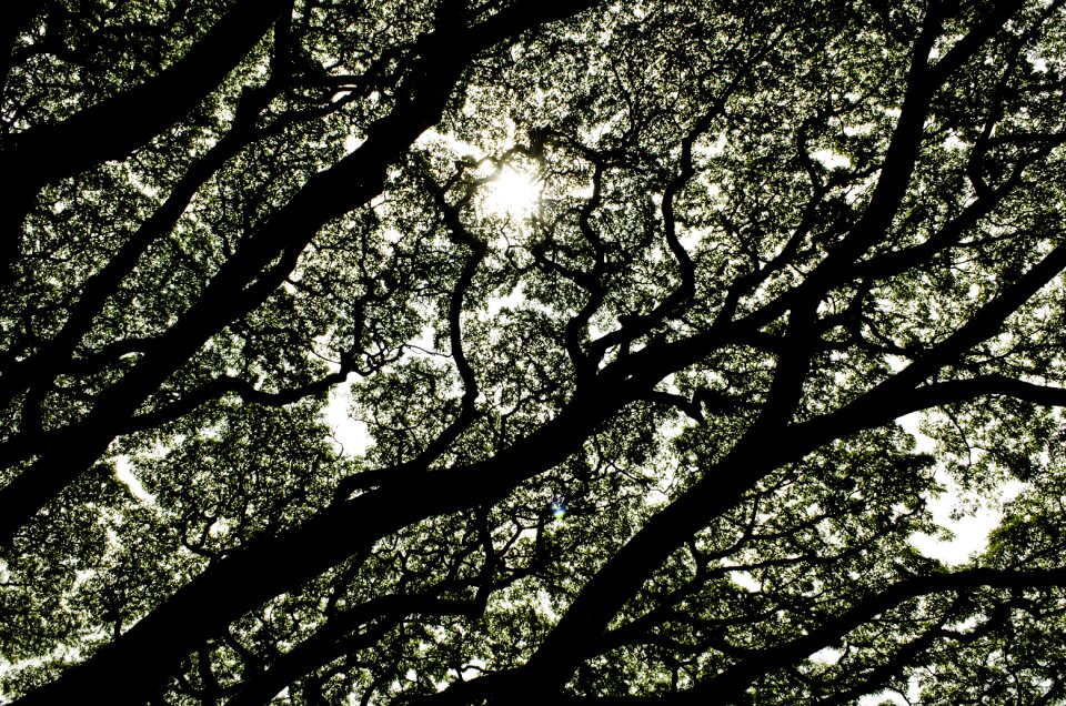 Trees contrast sky