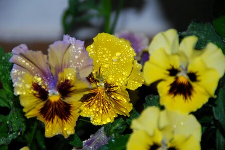 Drops pansies full bloom