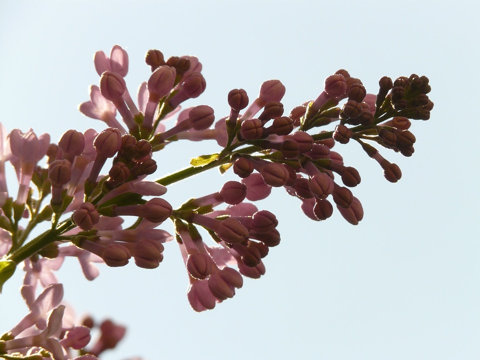 Bush plant backlighting