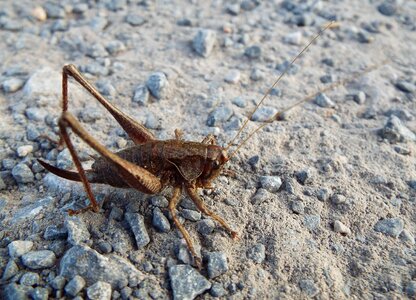 Animal macro