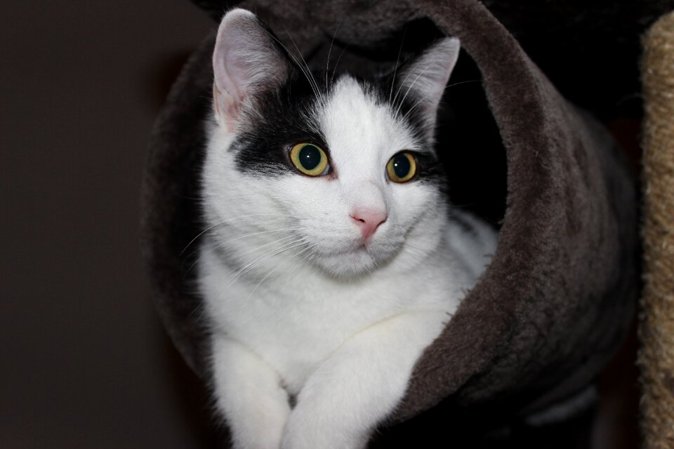 Dear cat portrait kitten