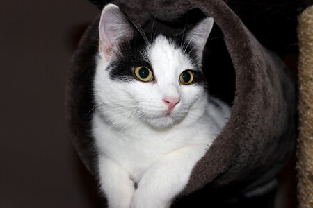 Dear cat portrait kitten
