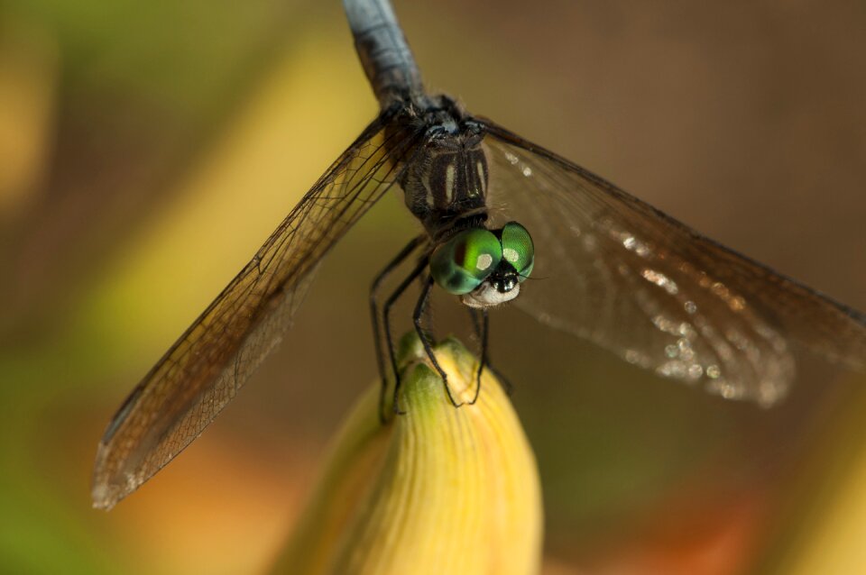 Insect green