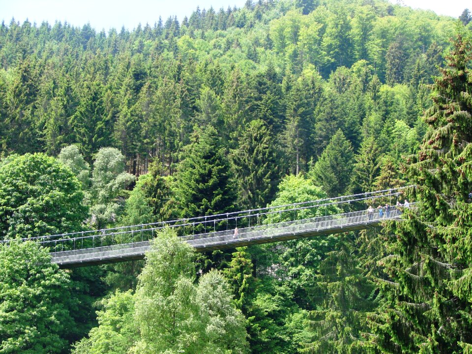 Forest path landscape bridge