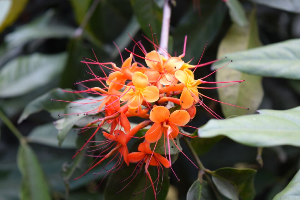 Flower saraca indica