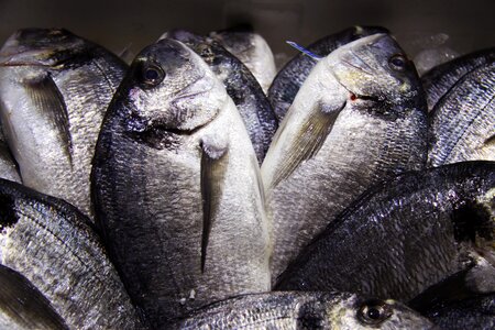 Fang fischhandel fish market
