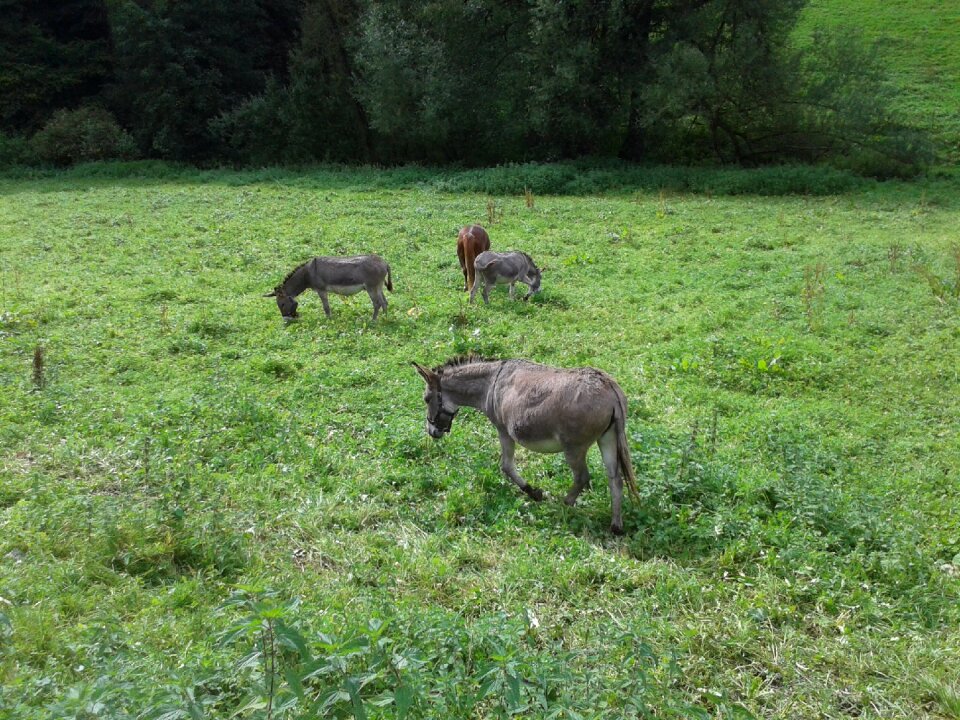Donkey meadow nature