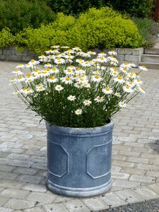Colors stone setting garden