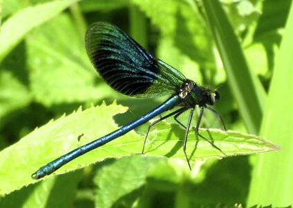 Blue dragonfly shiny green photo