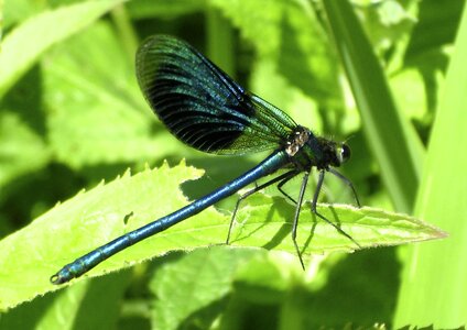Blue dragonfly shiny green