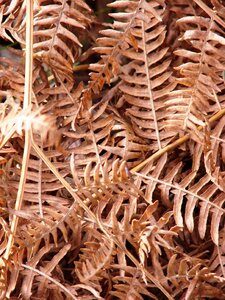 Plant close up brown