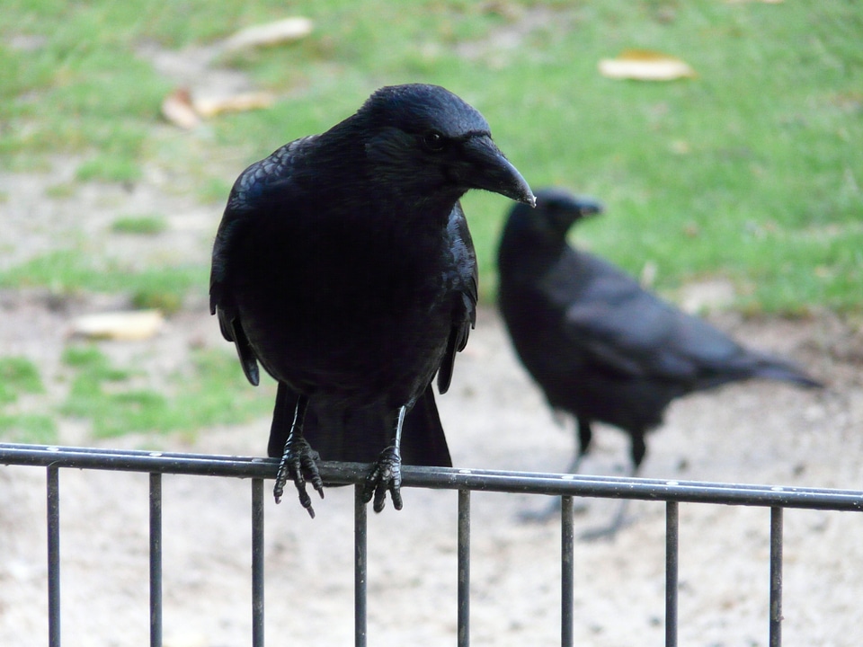 Raven bird songbird corvidae