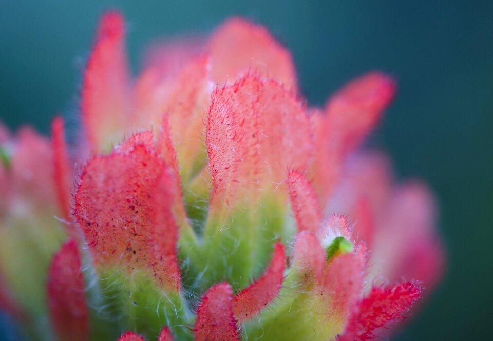 Indian paintbrush sonoma