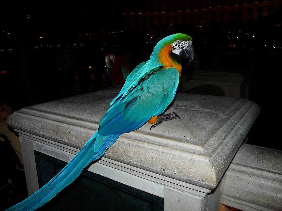 Colorful plumage feather
