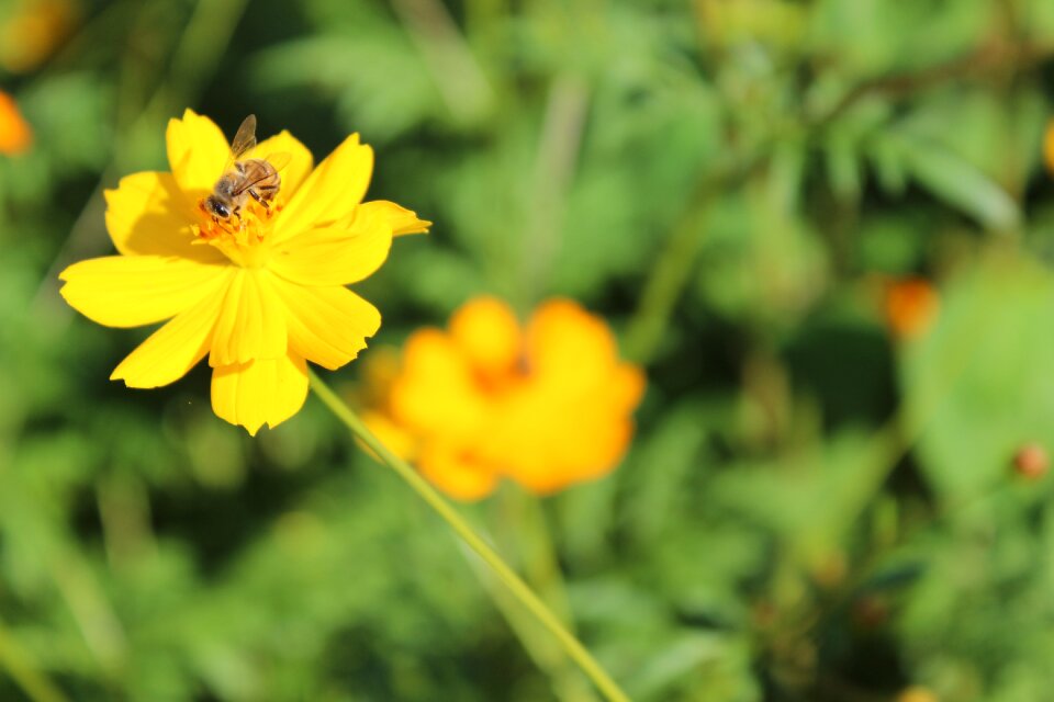 Garden insect nature