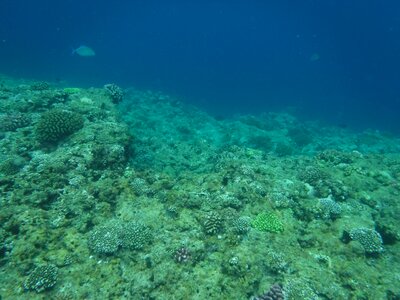 Coral reefs okinawa sea photo