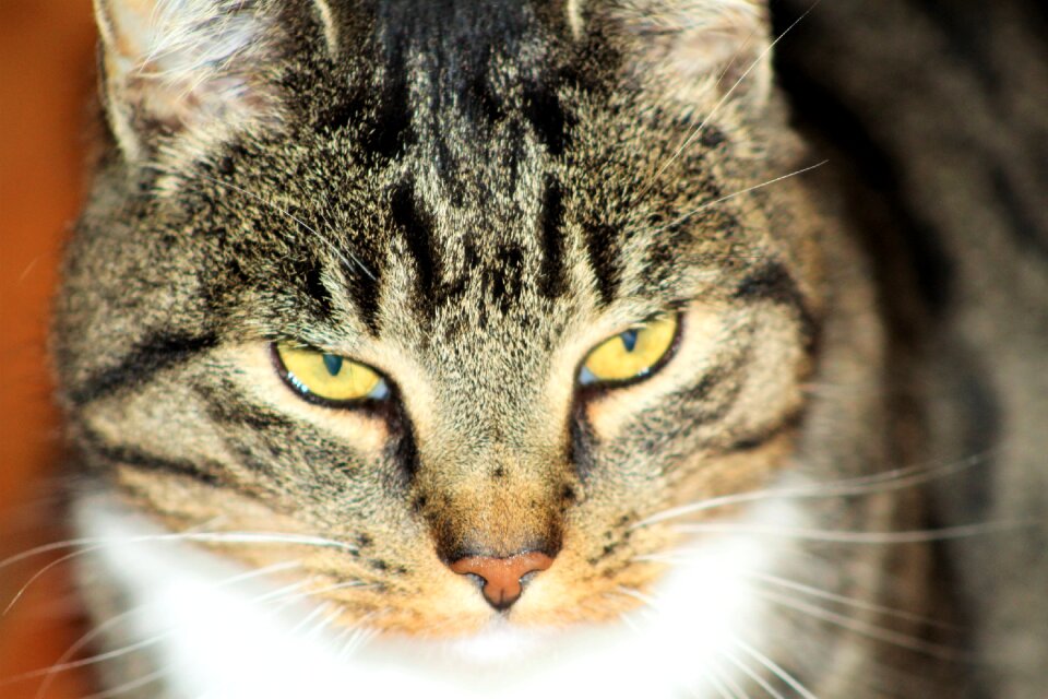 Cute cat animal mackerel