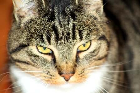 Cute cat animal mackerel
