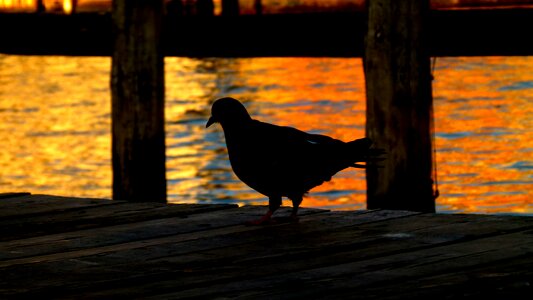 Bird sunset photo