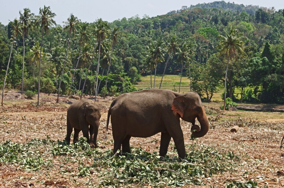 Animals family the food