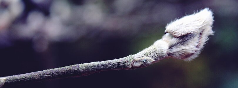 Plant branch close up