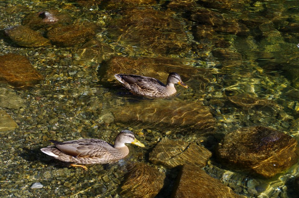Ducks water lake