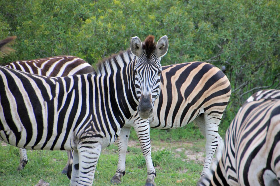 Kruger national park wild south africa