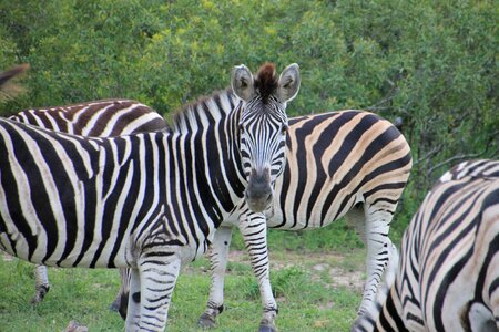 Kruger national park wild south africa photo