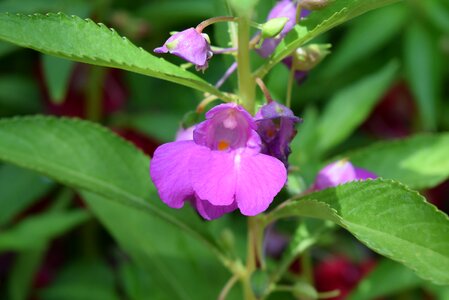 Flower impatiens balsamina