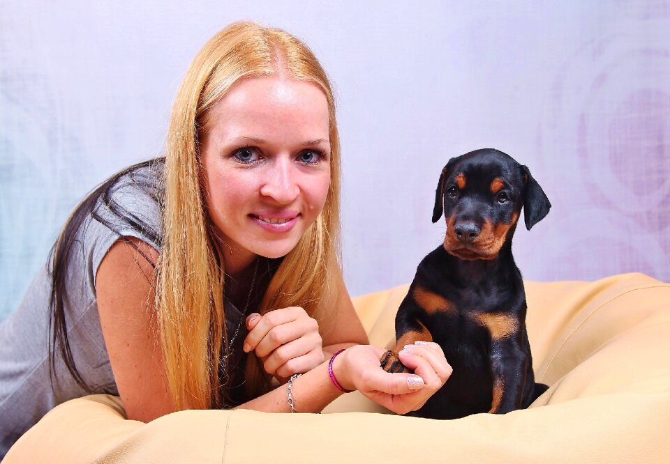 Pets animal canine
