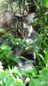 Coon hand nature domestic animal
