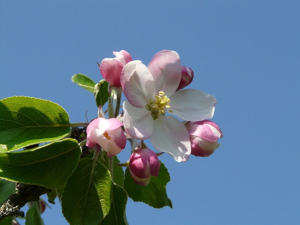 Bloom bloom pink